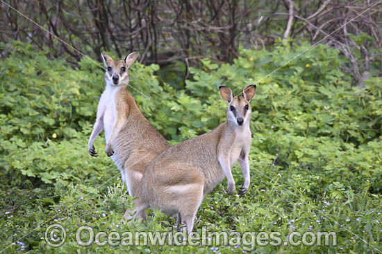 Agile Wallaby photo Agile Wallaby photo