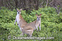 Agile Wallaby Photo - Gary Bell
