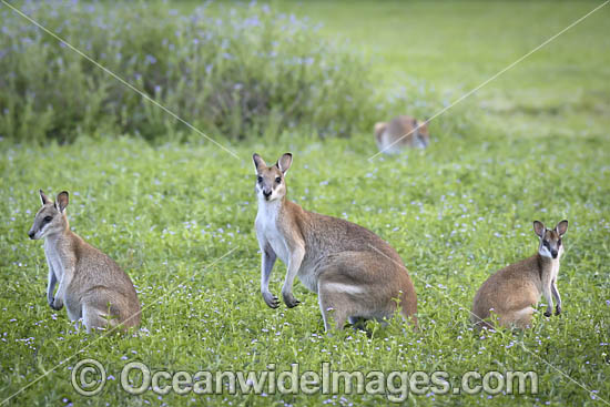 Agile Wallaby photo Agile Wallaby photo