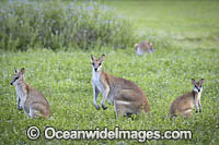 Agile Wallaby Photo - Gary Bell