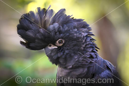 Red-tailed Black Cockatoo Calyptorhynchus banksii photo Red-tailed Black Cockatoo Calyptorhynchus banksii photo