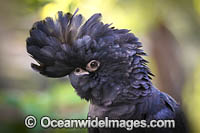 Red-tailed Black Cockatoo Calyptorhynchus banksii Photo - Gary Bell