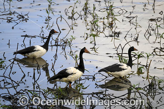 Magpie Goose photo Magpie Goose photo