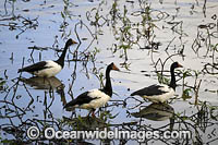 Magpie Goose Photo - Gary Bell