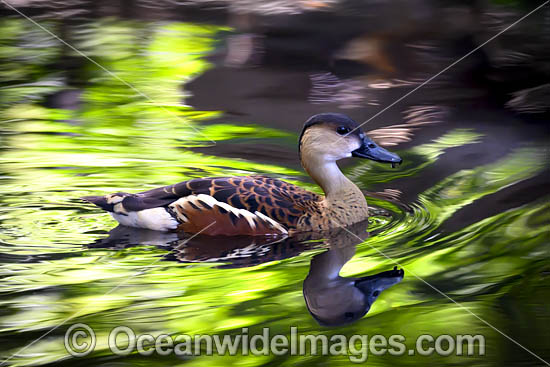 Wandering Whistling-duck photo Wandering Whistling-duck photo