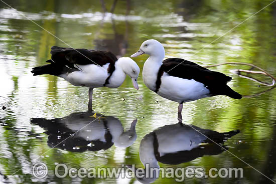 Radjah Shelduck photo