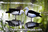 Radjah Shelduck Photo - Gary Bell