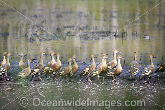 Plumed Whistling Ducks photo