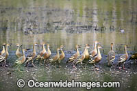 Plumed Whistling Ducks Photo - Gary Bell