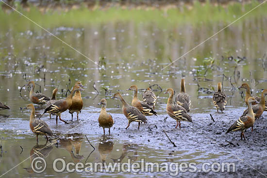Plumed Whistling Ducks photo