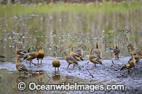 Plumed Whistling Ducks Photo - Gary Bell