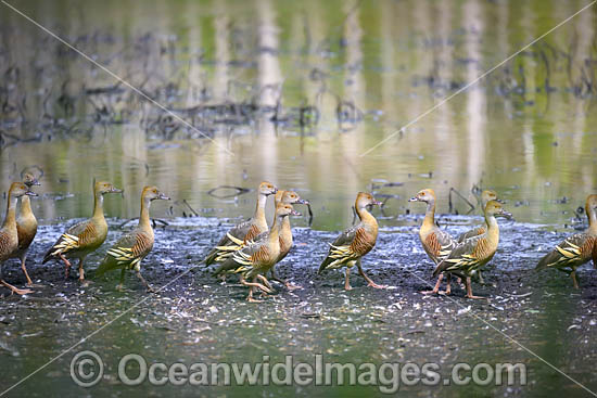 Plumed Whistling Ducks photo Plumed Whistling Ducks photo