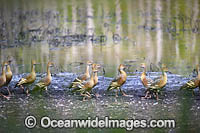 Plumed Whistling Ducks Photo - Gary Bell