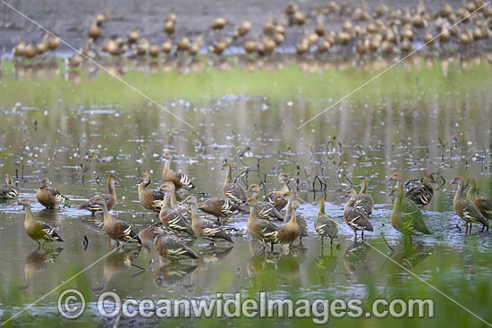 Plumed Whistling Ducks photo