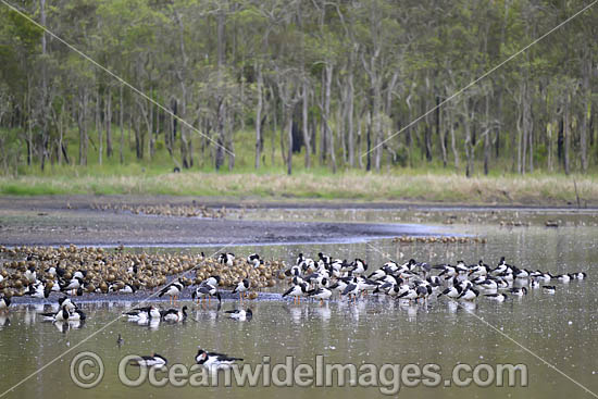 Plumed Whistling Ducks photo Plumed Whistling Ducks photo