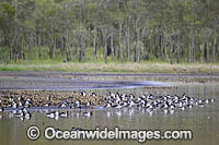 Plumed Whistling Ducks Photo - Gary Bell