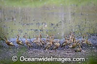 Plumed Whistling Ducks Photo - Gary Bell