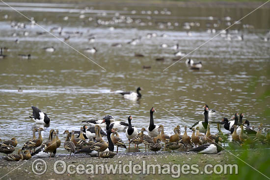 Plumed Whistling Ducks photo Plumed Whistling Ducks photo