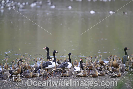 Plumed Whistling Ducks photo Plumed Whistling Ducks photo
