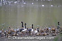 Plumed Whistling Ducks Photo - Gary Bell