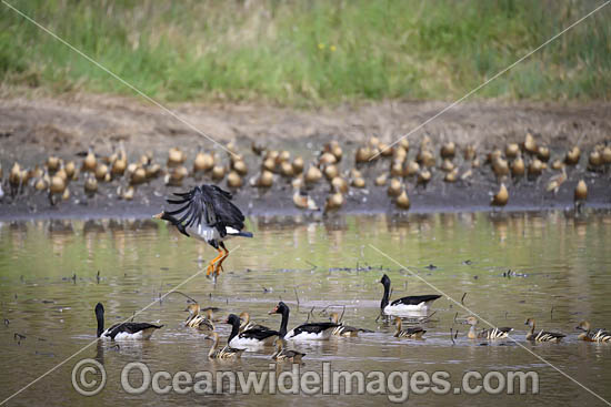 Plumed Whistling Ducks photo