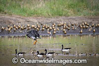 Plumed Whistling Ducks Photo - Gary Bell
