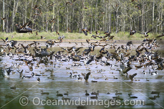 Plumed Whistling Ducks photo Plumed Whistling Ducks photo