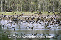 Plumed Whistling Ducks Photo - Gary Bell