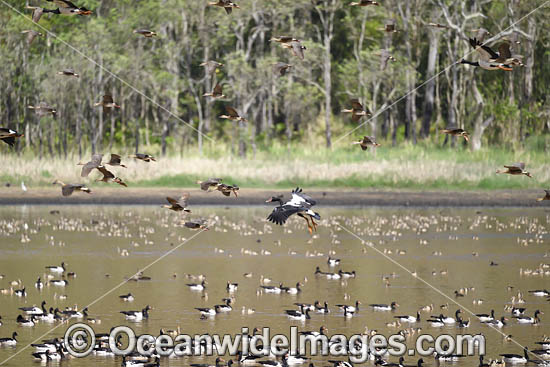 Plumed Whistling Ducks photo