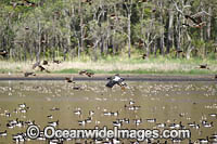 Plumed Whistling Ducks Photo - Gary Bell