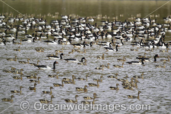 Plumed Whistling Ducks photo