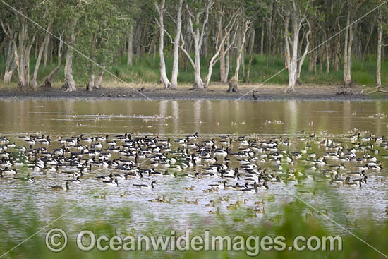 Plumed Whistling Ducks photo