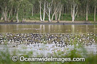 Plumed Whistling Ducks Photo - Gary Bell
