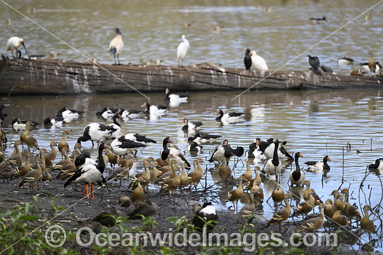 Plumed Whistling Ducks photo
