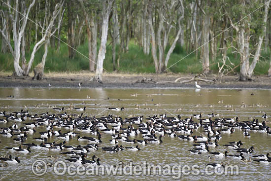 Plumed Whistling Ducks photo