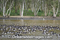 Plumed Whistling Ducks Photo - Gary Bell
