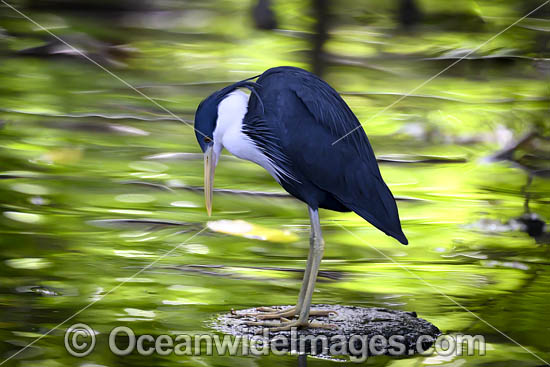 Pied Heron photo Pied Heron photo