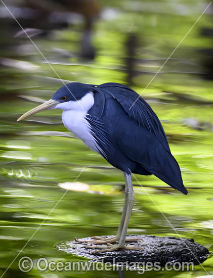 Pied Heron photo Pied Heron photo