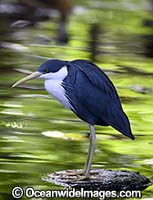 Pied Heron Photo - Gary Bell