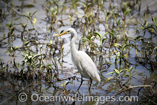 Intermediate Egret photo Intermediate Egret photo