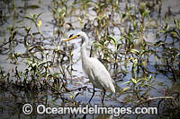Intermediate Egret Photo - Gary Bell