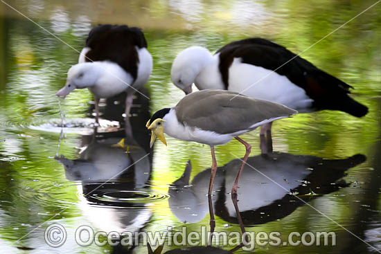 Masked Lapwing Vanellus miles photo