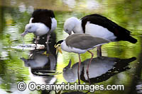 Masked Lapwing Vanellus miles Photo - Gary Bell