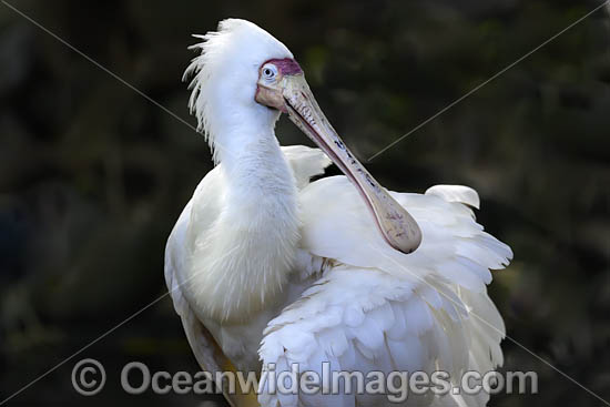Yellow-billed Spoonbill Platalea flavipes photo