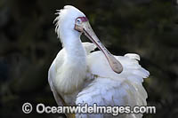 Yellow-billed Spoonbill Platalea flavipes Photo - Gary Bell