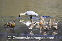 Royal Spoonbill Photo - Gary Bell