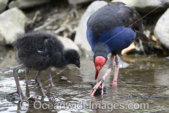 Purple Swamphen photo Purple Swamphen photo