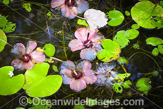 Billabong Cairns photo