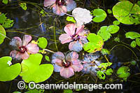 Billabong Cairns Photo - Gary Bell