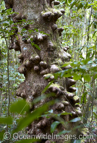 Tree Atherton Tablelands photo
